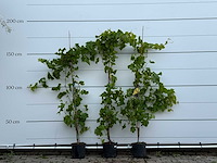 3x druivenplant - vitis vinifera - hoogte ca. 180 cm - afbeelding 2 van  6