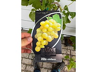 3x druivenplant - vitis vinifera - hoogte ca. 180 cm - afbeelding 6 van  6