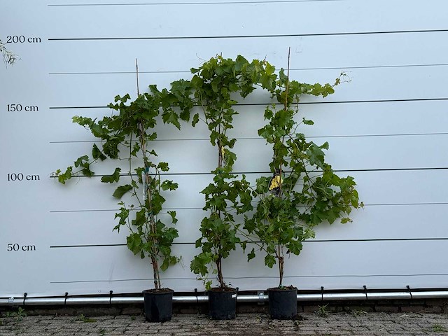 3x druivenplant - vitis vinifera - hoogte ca. 180 cm - afbeelding 1 van  6