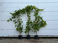 3x druivenplant - vitis vinifera - hoogte ca. 180 cm - afbeelding 3 van  6