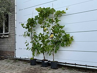 3x druivenplant - vitis vinifera - hoogte ca. 180 cm - afbeelding 4 van  6