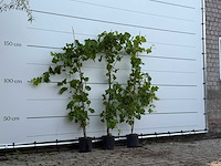 3x druivenplant - vitis vinifera - hoogte ca. 180 cm - afbeelding 5 van  6