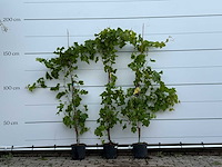 3x druivenplant - vitis vinifera - hoogte ca. 180 cm - afbeelding 1 van  6