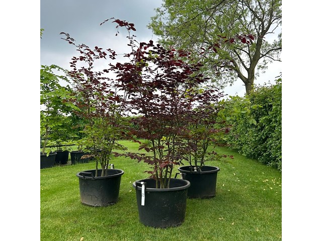 3x fagus sylvatica atropunicea (rode beuk) - afbeelding 1 van  2