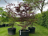 3x fagus sylvatica atropunicea (rode beuk) - afbeelding 1 van  2