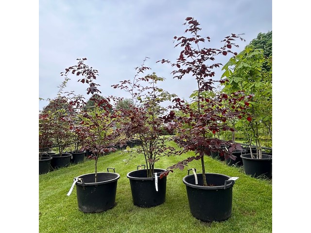 3x fagus sylvatica atropunicea (rode beuk) - afbeelding 1 van  2