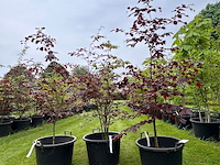 3x fagus sylvatica atropunicea (rode beuk) - afbeelding 1 van  2