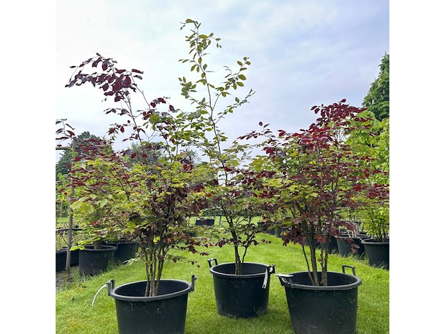 3x fagus sylvatica atropunicea (rode beuk) - afbeelding 1 van  2