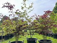 3x fagus sylvatica atropunicea (rode beuk) - afbeelding 1 van  2