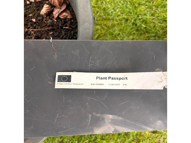 3x fagus sylvatica atropunicea (rode beuk) - afbeelding 2 van  2