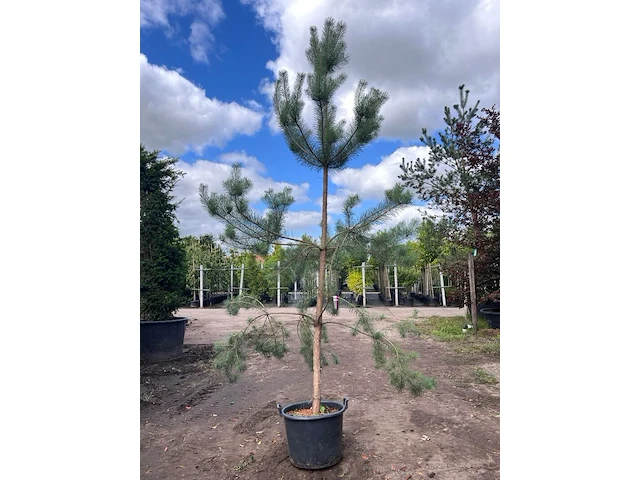3x grove den, pinus sylvestris, naaldboom, wintergroen, ca. 3 m hoog - afbeelding 1 van  3