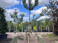 3x grove den, pinus sylvestris, naaldboom, wintergroen, ca. 3 m hoog