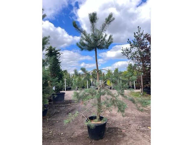 3x grove den, pinus sylvestris, naaldboom, wintergroen, ca. 3 m hoog - afbeelding 2 van  3