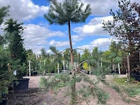3x grove den, pinus sylvestris, naaldboom, wintergroen, ca. 3 m hoog - afbeelding 2 van  3