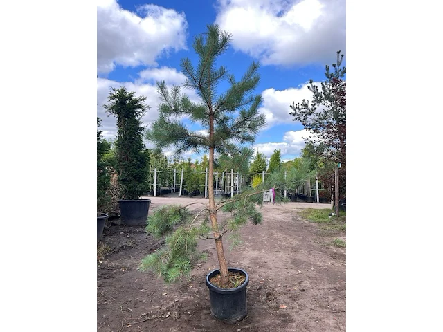 3x grove den, pinus sylvestris, naaldboom, wintergroen, ca. 3 m hoog - afbeelding 3 van  3