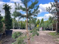 3x grove den, pinus sylvestris, naaldboom, wintergroen, ca. 3 m hoog - afbeelding 3 van  3
