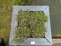 3x houten bloembak - afbeelding 3 van  13