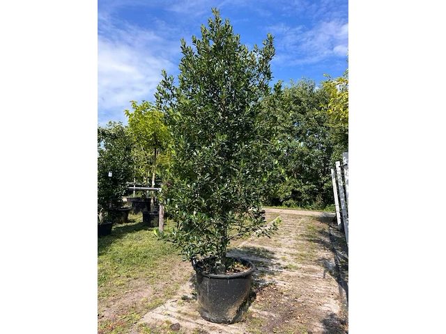 3x hulst, ilex 'limsi', solitair, wintergroen, ca. 200-225 cm hoog - afbeelding 1 van  4