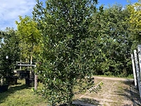 3x hulst, ilex 'limsi', solitair, wintergroen, ca. 200-225 cm hoog