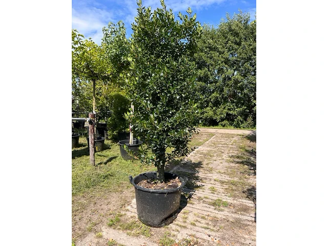 3x hulst, ilex 'limsi', solitair, wintergroen, ca. 200-225 cm hoog - afbeelding 2 van  4