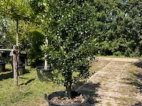 3x hulst, ilex 'limsi', solitair, wintergroen, ca. 200-225 cm hoog - afbeelding 2 van  4