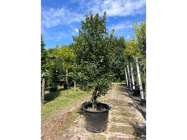 3x hulst, ilex 'limsi', solitair, wintergroen, ca. 200-225 cm hoog - afbeelding 3 van  4
