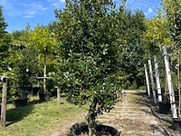 3x hulst, ilex 'limsi', solitair, wintergroen, ca. 200-225 cm hoog - afbeelding 3 van  4