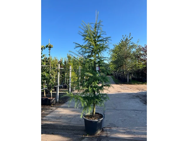 3x hybride lork, larix marschlinsii, geveerd, blauwgroen, ca. 3 m hoog - afbeelding 1 van  3
