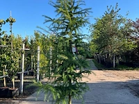 3x hybride lork, larix marschlinsii, geveerd, blauwgroen, ca. 3 m hoog