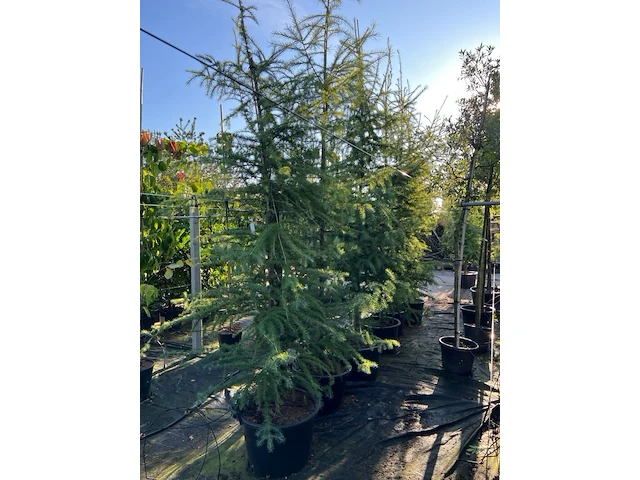 3x hybride lork, larix marschlinsii, geveerd, blauwgroen, ca. 3 m hoog - afbeelding 2 van  3