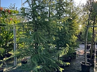 3x hybride lork, larix marschlinsii, geveerd, blauwgroen, ca. 3 m hoog - afbeelding 2 van  3