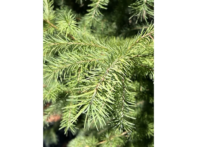 3x hybride lork, larix marschlinsii, geveerd, blauwgroen, ca. 3 m hoog - afbeelding 3 van  3