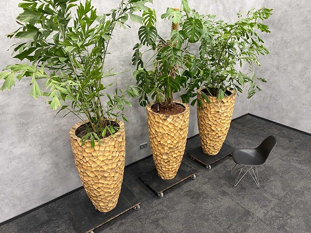 3x hydrocoltuurplant met pot - afbeelding 1 van  10