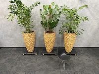 3x hydrocoltuurplant met pot - afbeelding 3 van  10
