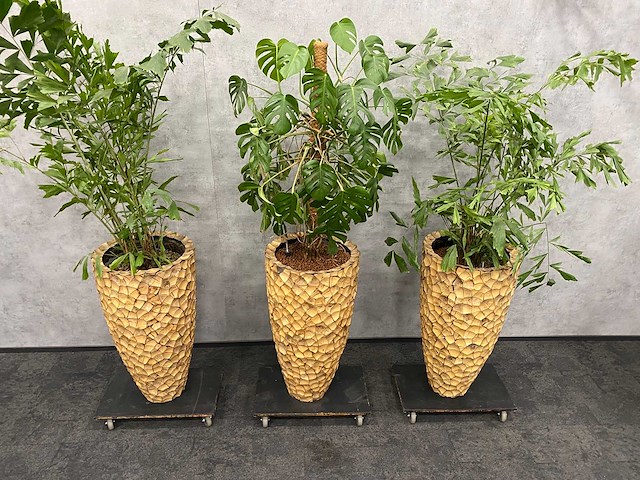 3x hydrocoltuurplant met pot - afbeelding 4 van  10