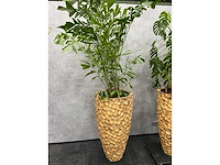 3x hydrocoltuurplant met pot - afbeelding 5 van  10