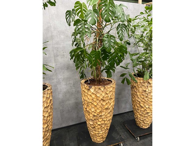 3x hydrocoltuurplant met pot - afbeelding 6 van  10