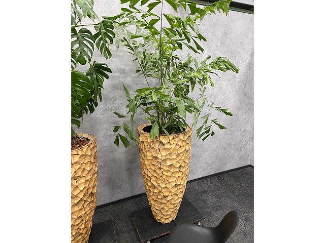 3x hydrocoltuurplant met pot - afbeelding 7 van  10