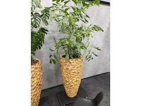 3x hydrocoltuurplant met pot - afbeelding 7 van  10