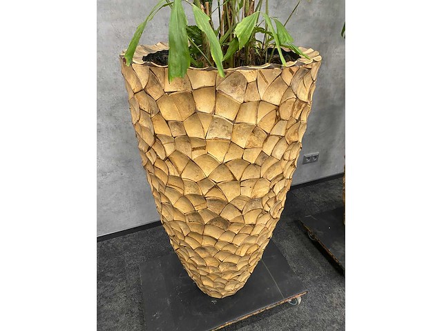 3x hydrocoltuurplant met pot - afbeelding 8 van  10