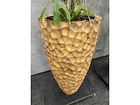 3x hydrocoltuurplant met pot - afbeelding 8 van  10