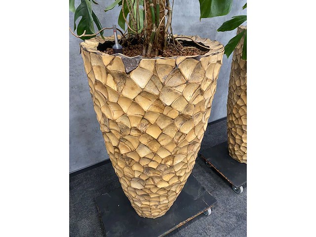 3x hydrocoltuurplant met pot - afbeelding 9 van  10