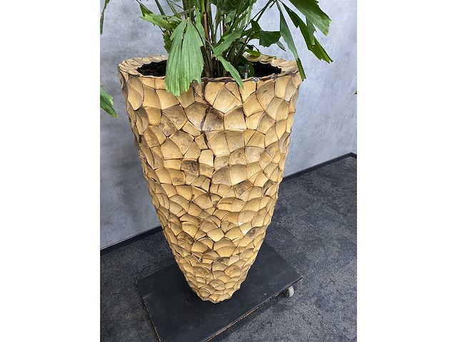 3x hydrocoltuurplant met pot - afbeelding 10 van  10