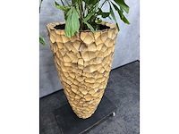 3x hydrocoltuurplant met pot - afbeelding 10 van  10