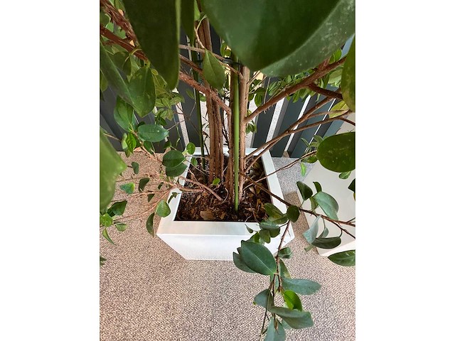 3x hydrocultuurplant in kunststof pot - afbeelding 2 van  13
