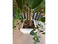3x hydrocultuurplant in kunststof pot - afbeelding 2 van  13