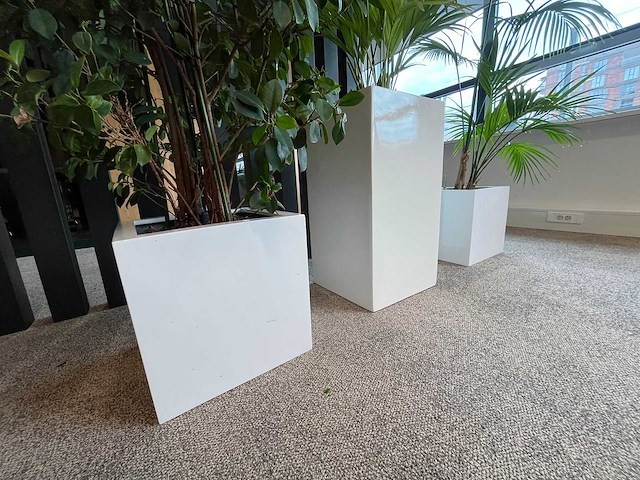 3x hydrocultuurplant in kunststof pot - afbeelding 4 van  13