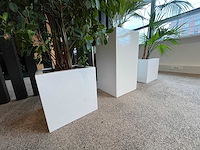 3x hydrocultuurplant in kunststof pot - afbeelding 4 van  13