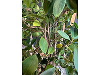 3x hydrocultuurplant in kunststof pot - afbeelding 5 van  13