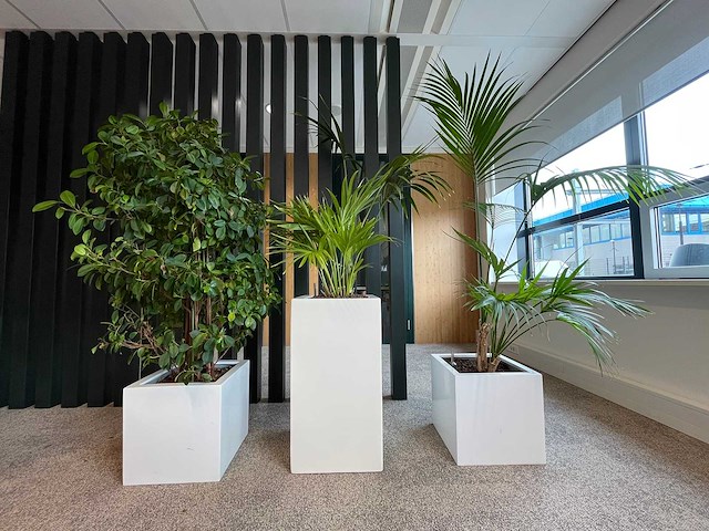 3x hydrocultuurplant in kunststof pot - afbeelding 1 van  13